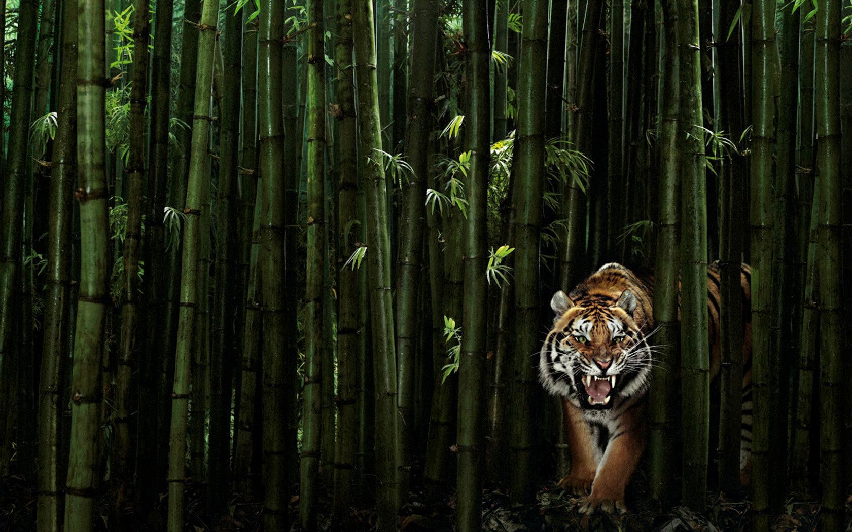 316 Tiger HD Wallpapers | Backgrounds - Wallpaper Abyss
