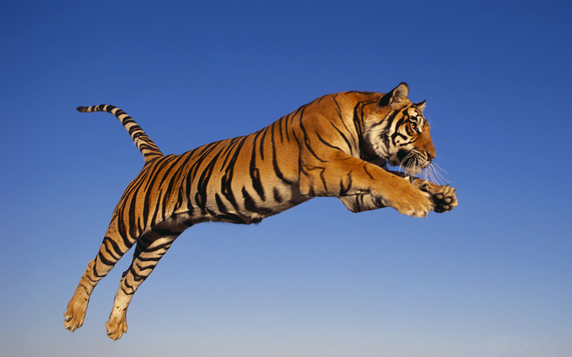 High Resolution Wild Animal Tiger Wallpaper HD 14 Full Size ...