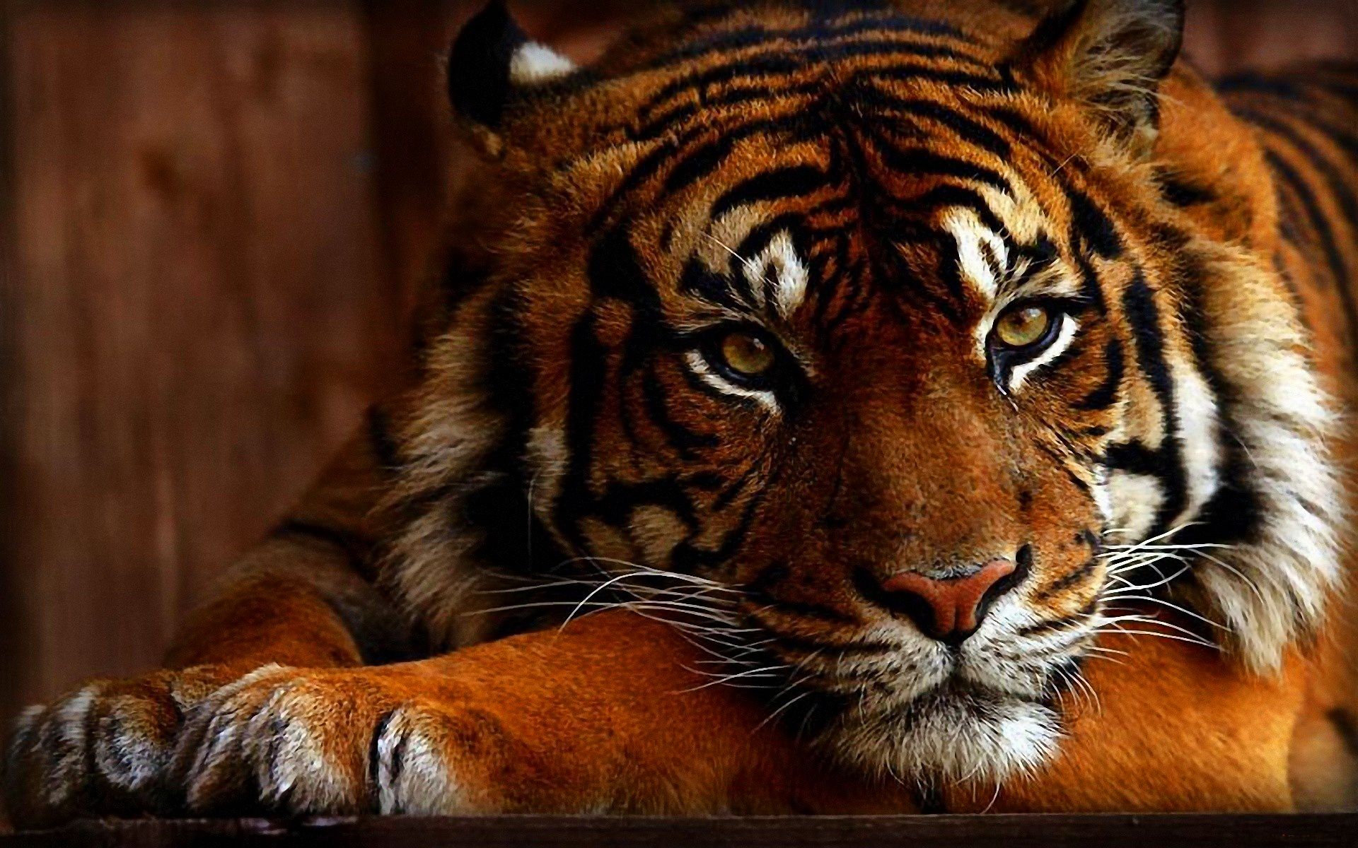 Tiger hd wallpaper 0381