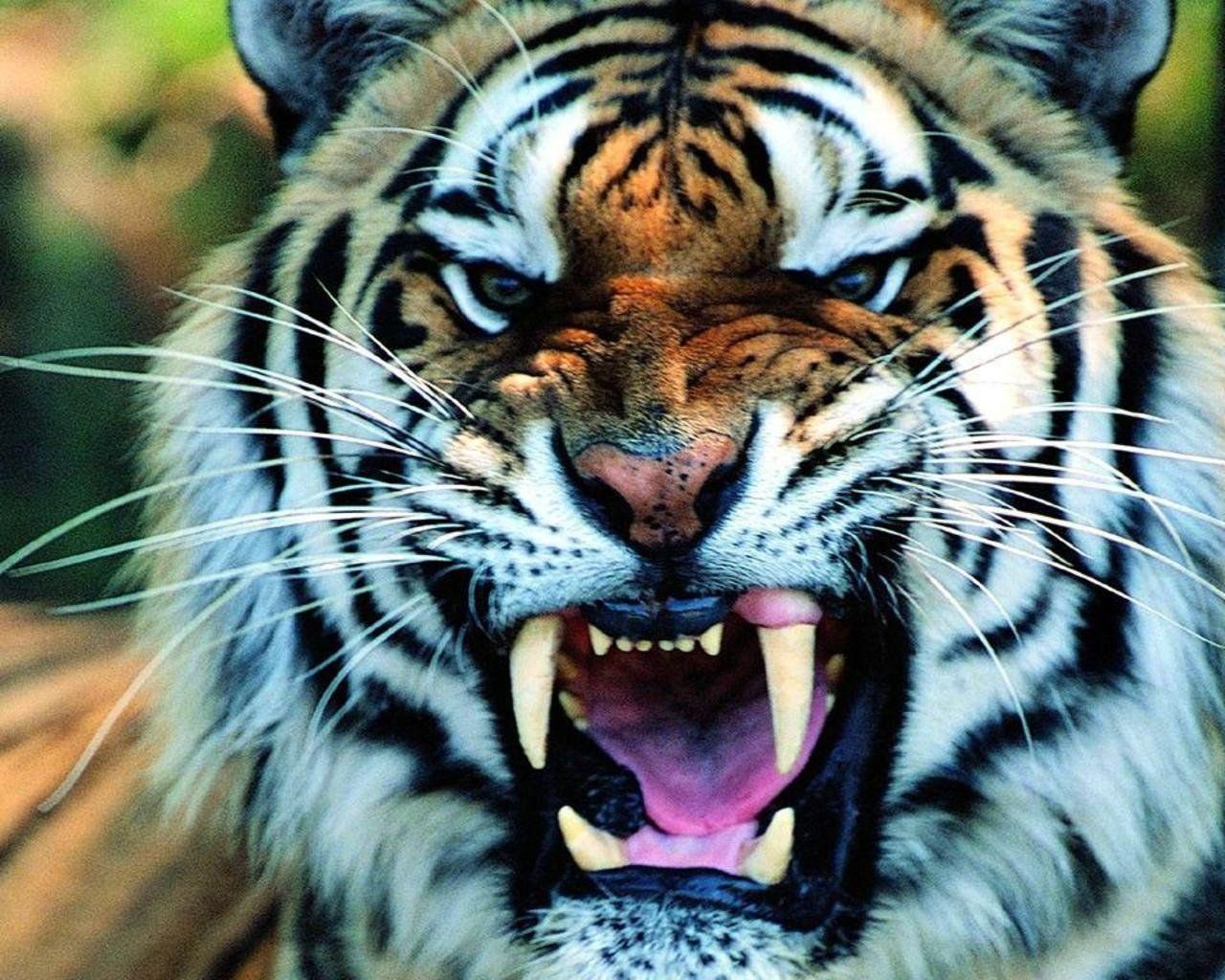 Tiger Wallpaper Download HD 2194 - HD Wallpaper Site