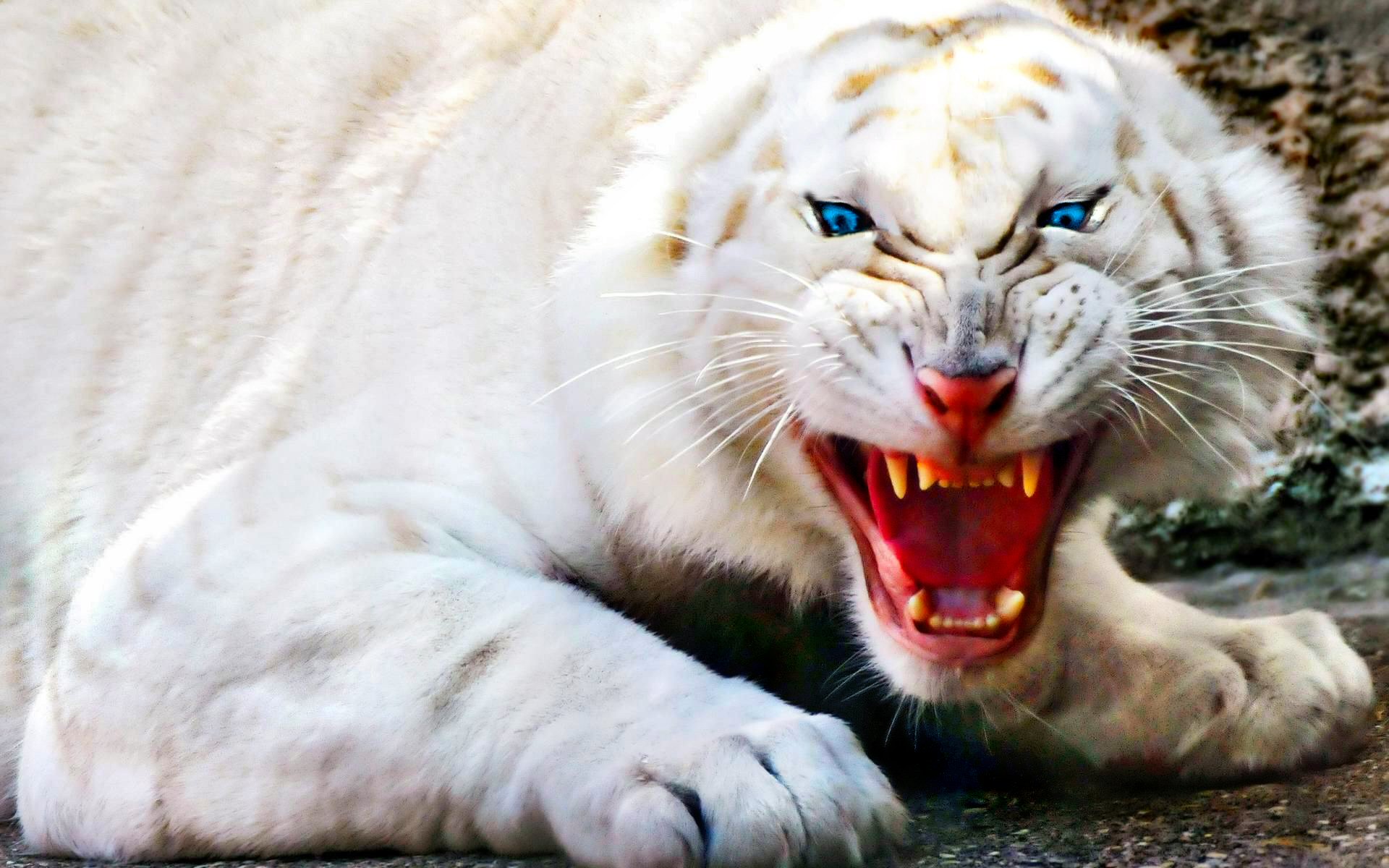 191 White Tiger HD Wallpapers | Backgrounds - Wallpaper Abyss