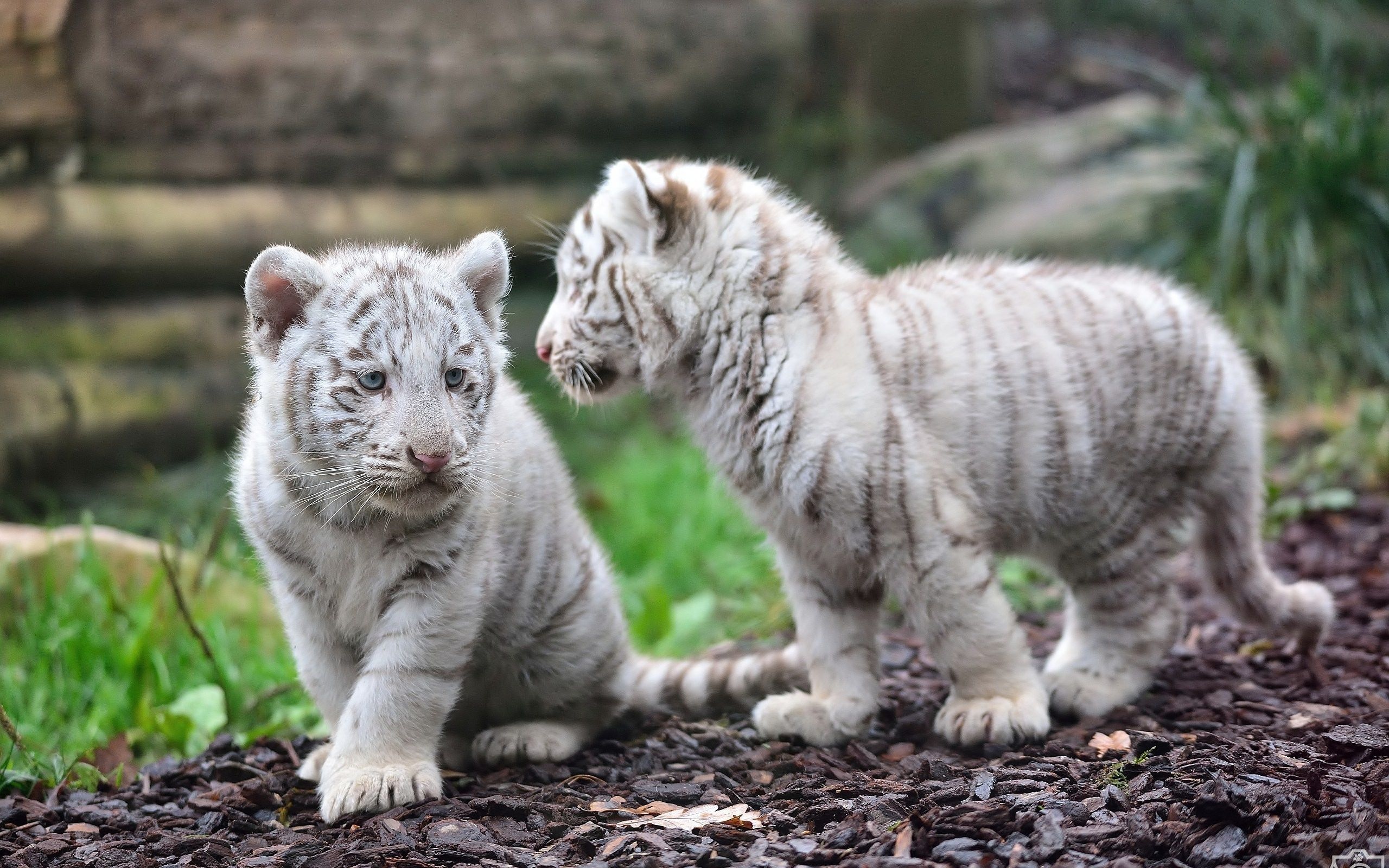 191 White Tiger HD Wallpapers | Backgrounds - Wallpaper Abyss