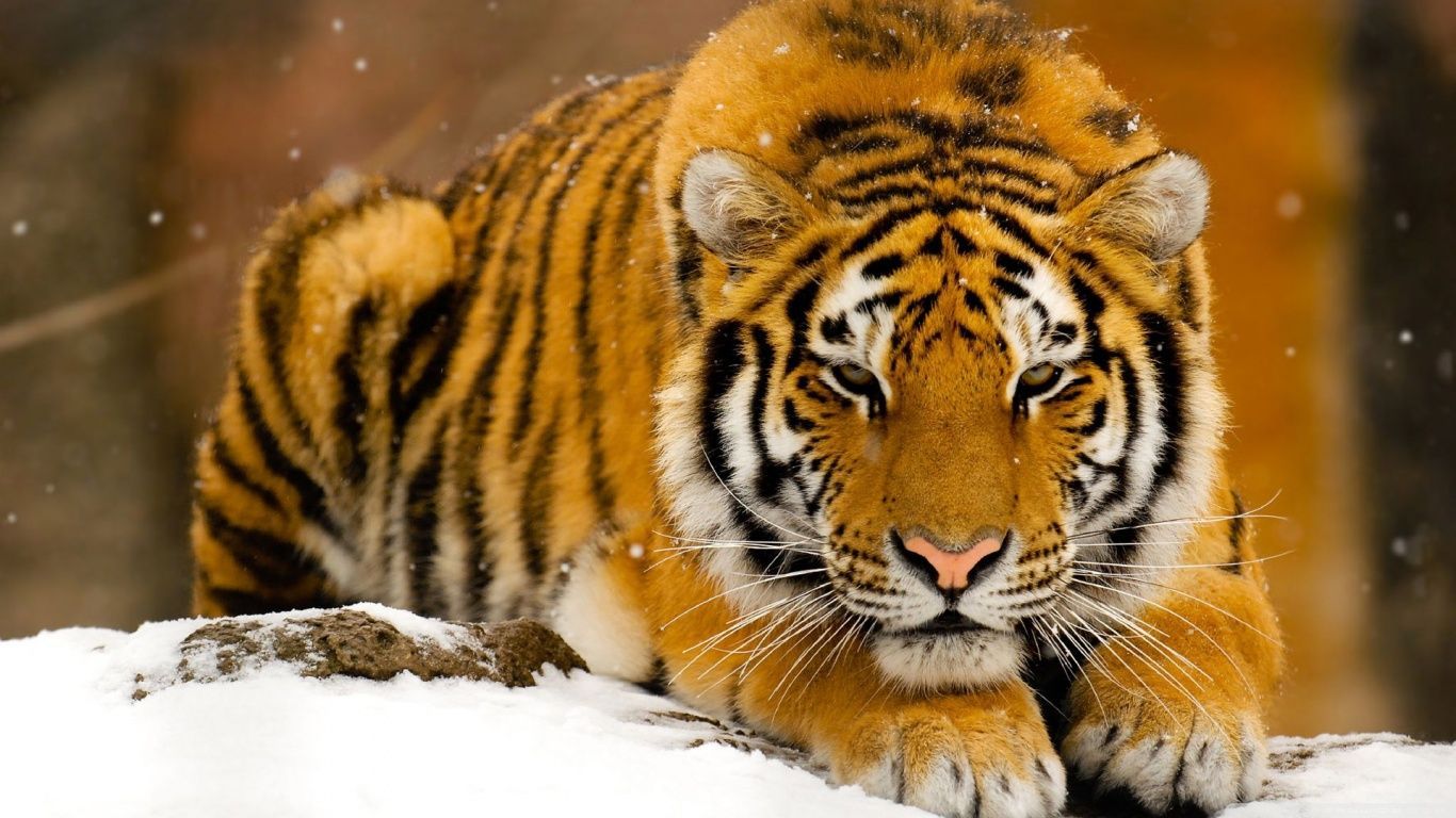 Siberian Tiger In Snow HD desktop wallpaper : Widescreen : High ...