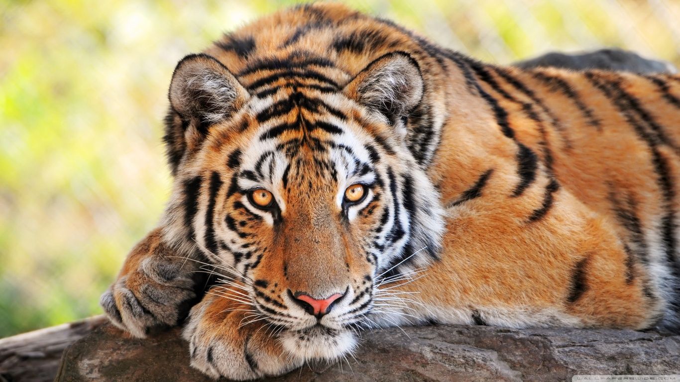 Beautiful Young Tiger HD desktop wallpaper : High Definition ...