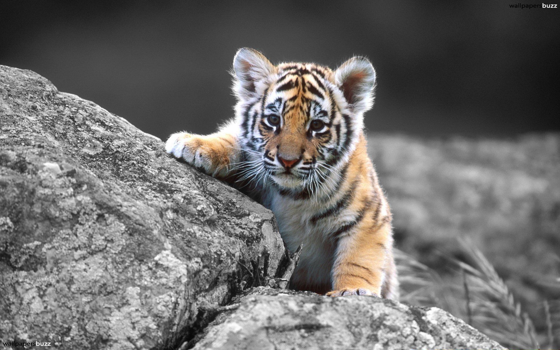 Tiger Wallpapers Hd Free Download - Widescreen HD Backgrounds