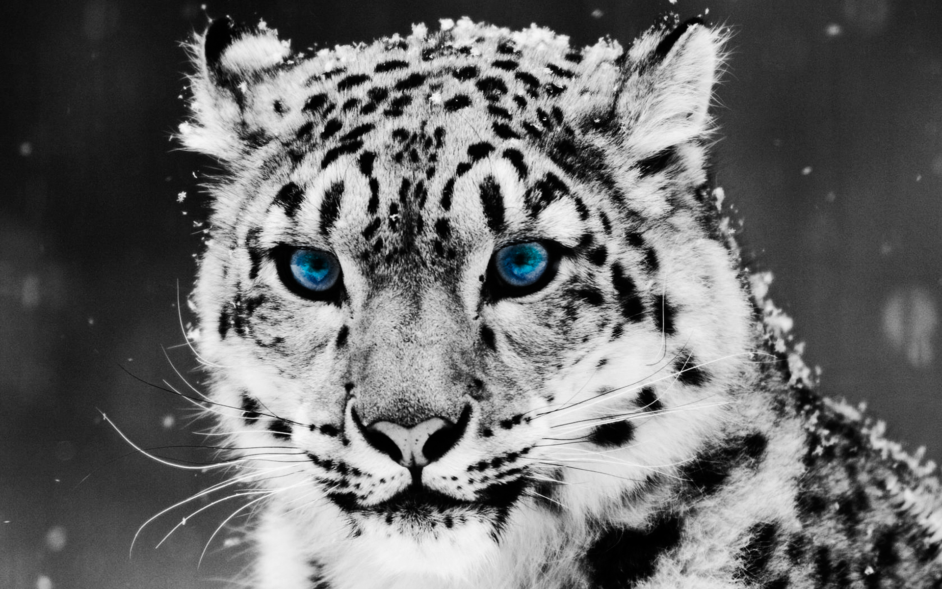 Animal Wallpaper - Kokean.com: Black And White Tiger Wallpaper HD ...