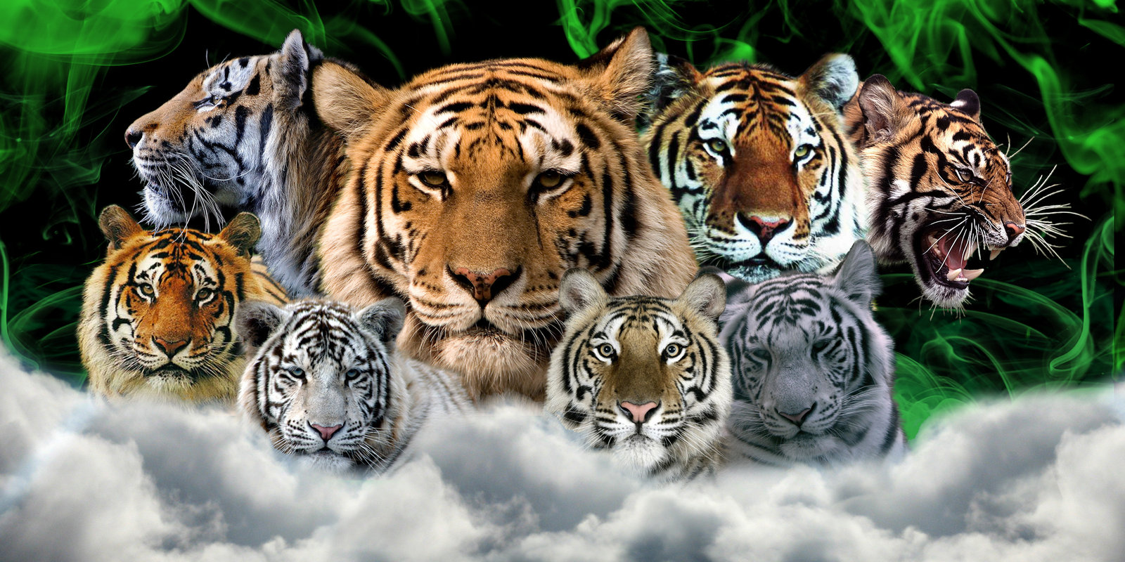 tiger-wallpaper-desktop-family-photo