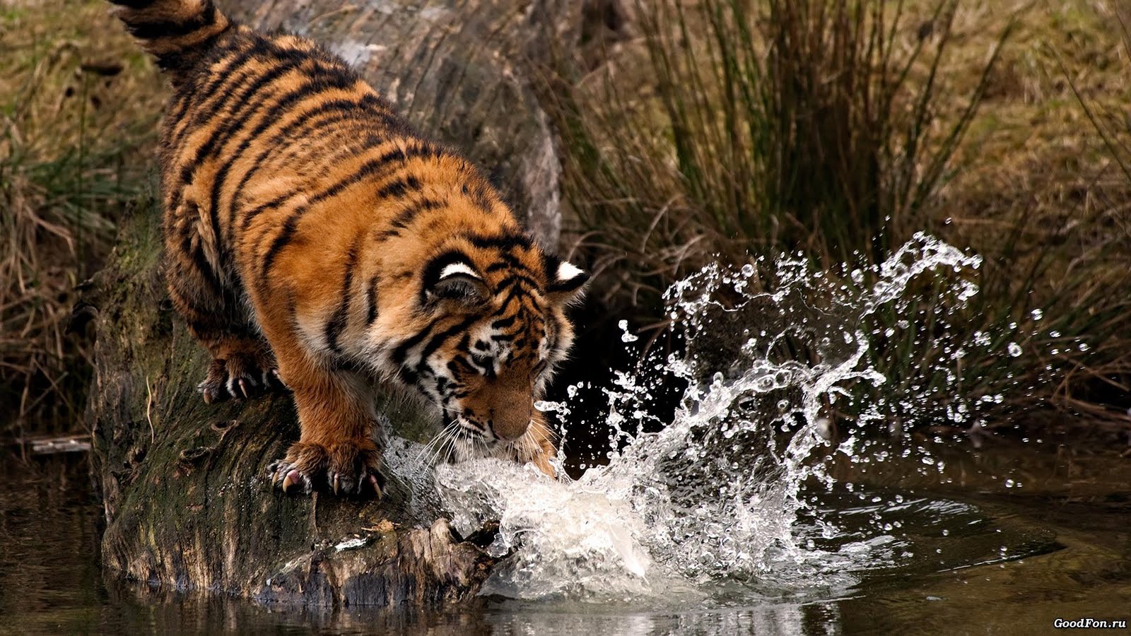 Cool Tiger Wallpapers - Widescreen HD Wallpapers