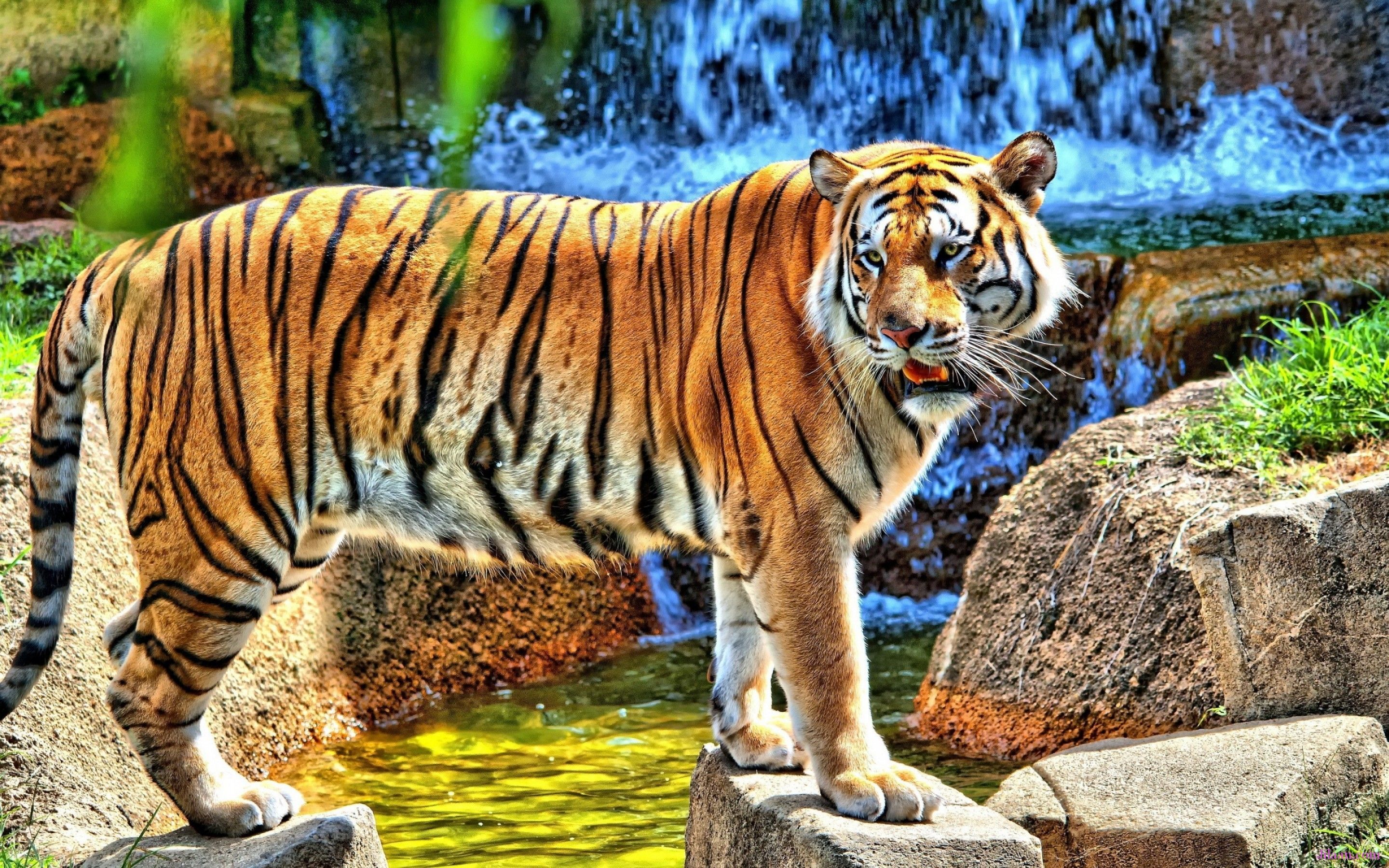 Tiger Full HD 1080p Wallpapers | HD Wallpapers