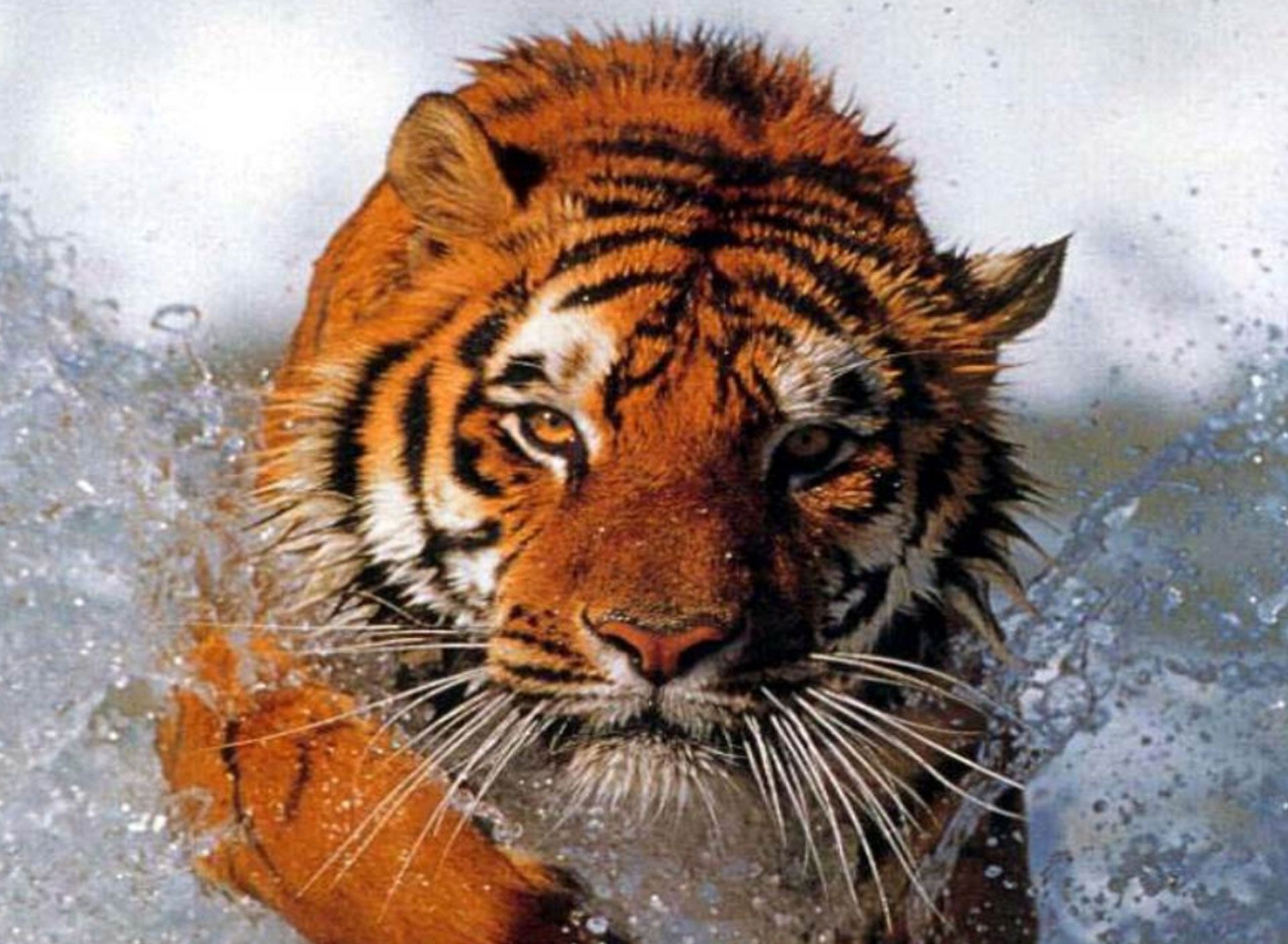 Big Tiger Wallpaper HD Wallpaper | Animals Wallpapers