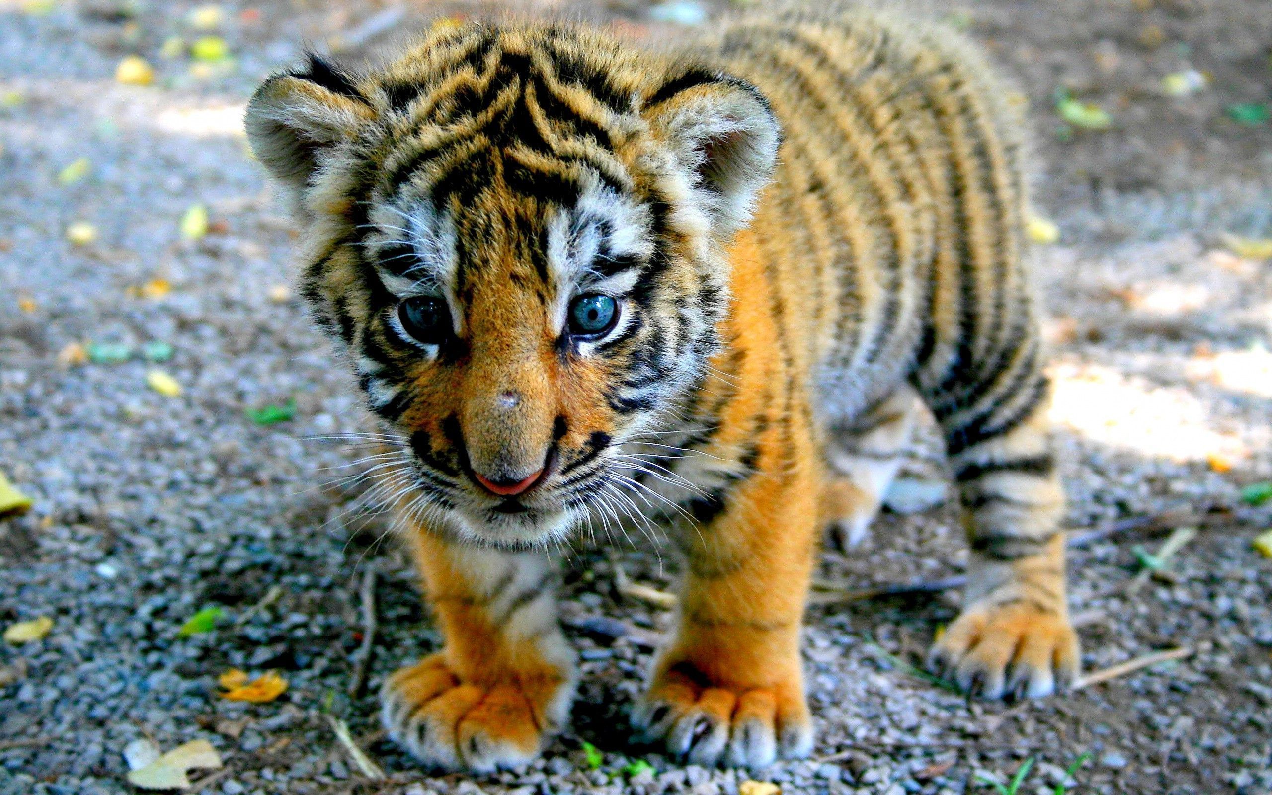 Baby Tiger Animal Wallpaper Pics #4756 Wallpaper | Wallbejo.com