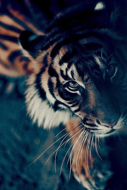 Tiger Wallpapers HD - Android Apps on Google Play