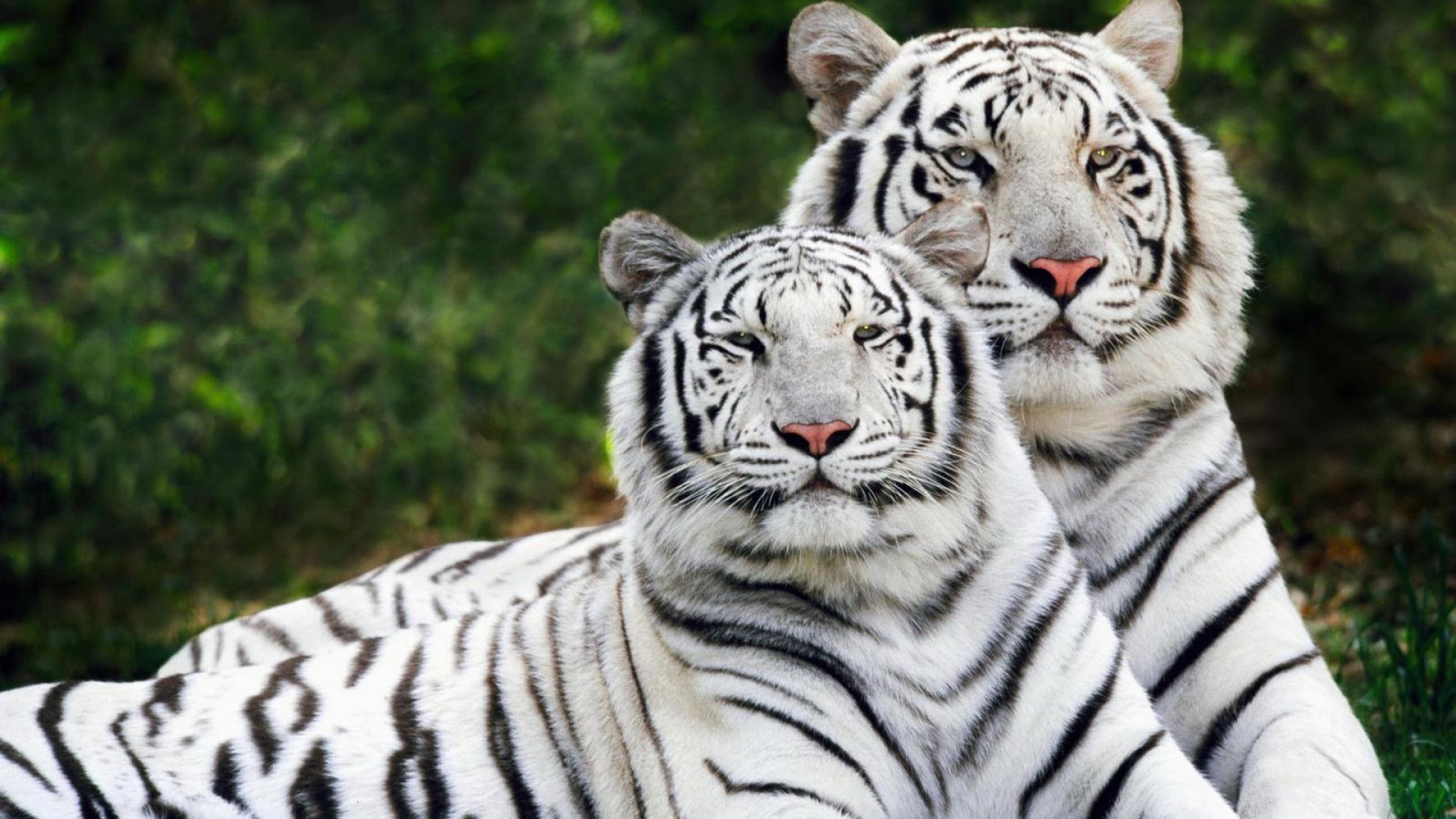 Wallpapers White Tiger Tigers Hd Mobile 1920x1080 | #1117156 ...