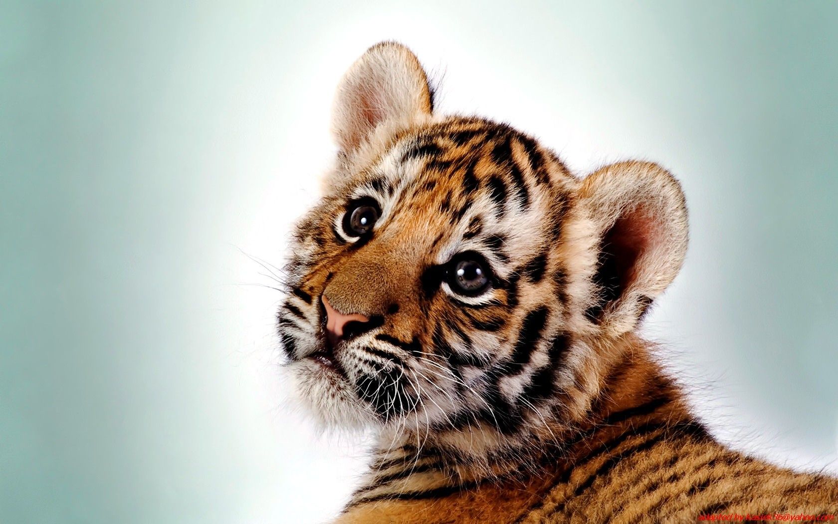 Cute Baby Tiger Wallpaper Images wallpaperwide