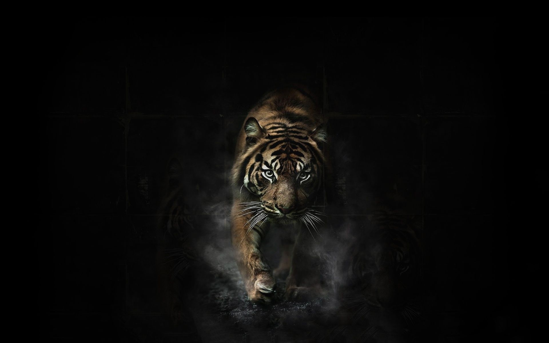 tiger wallpaper_hd wallpaper_download free wallpaper