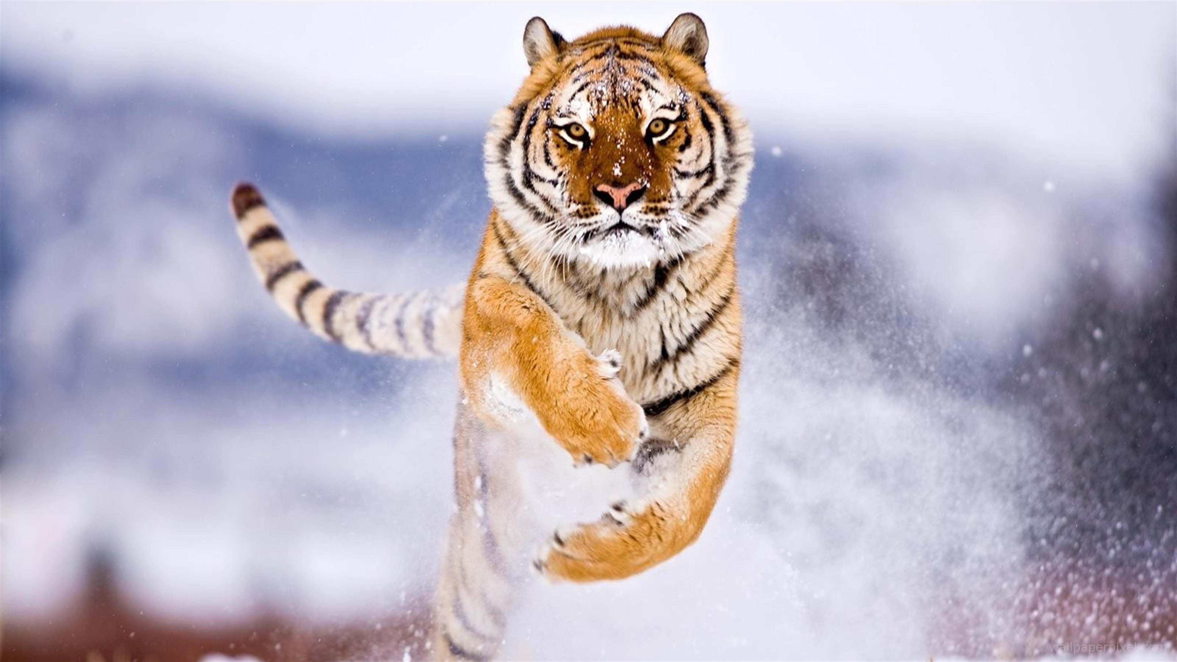 Siberian Tiger Backgrounds