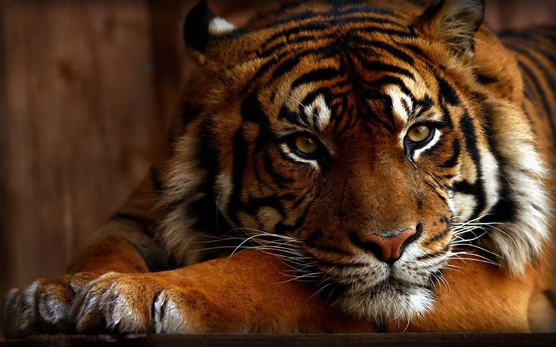 30 cool tiger wallpaper pictures