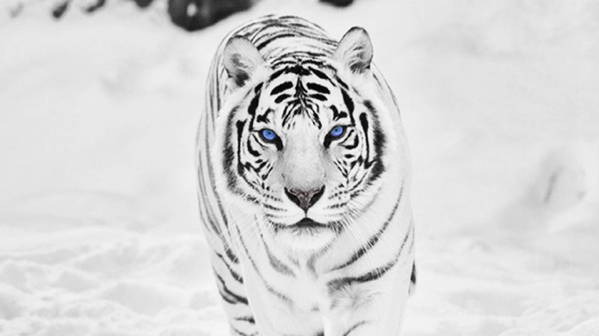 White tiger wallpaper hd wallpaper download free wallpaper