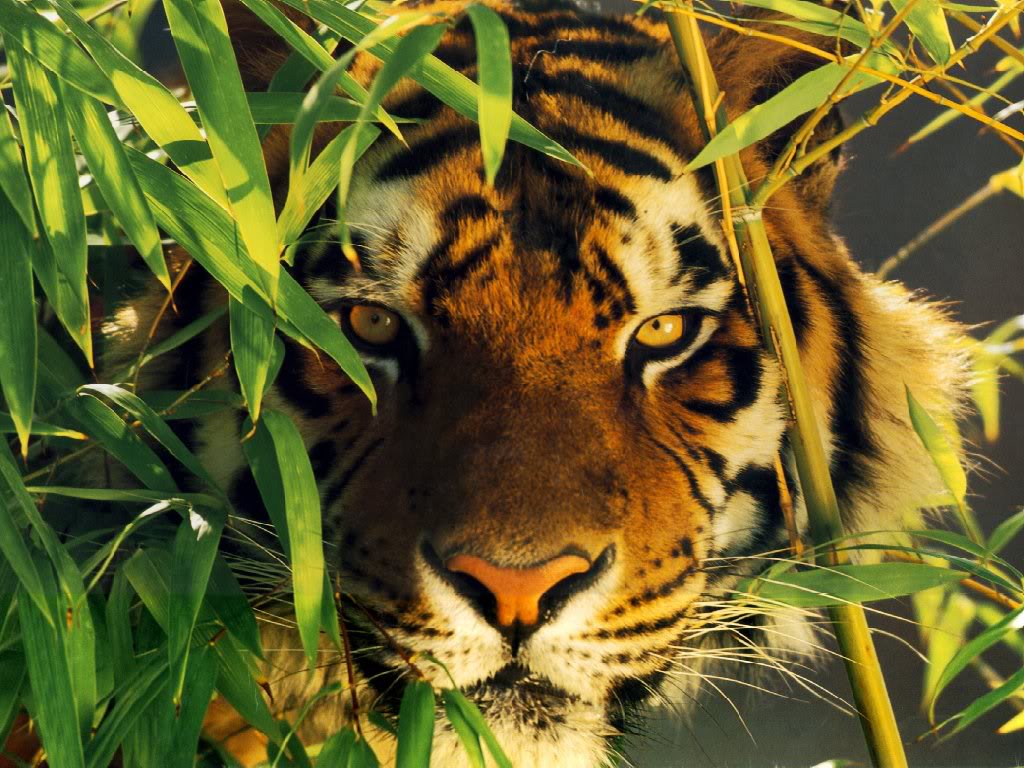 Top Wallpaper Desktops Tigers Images for Pinterest