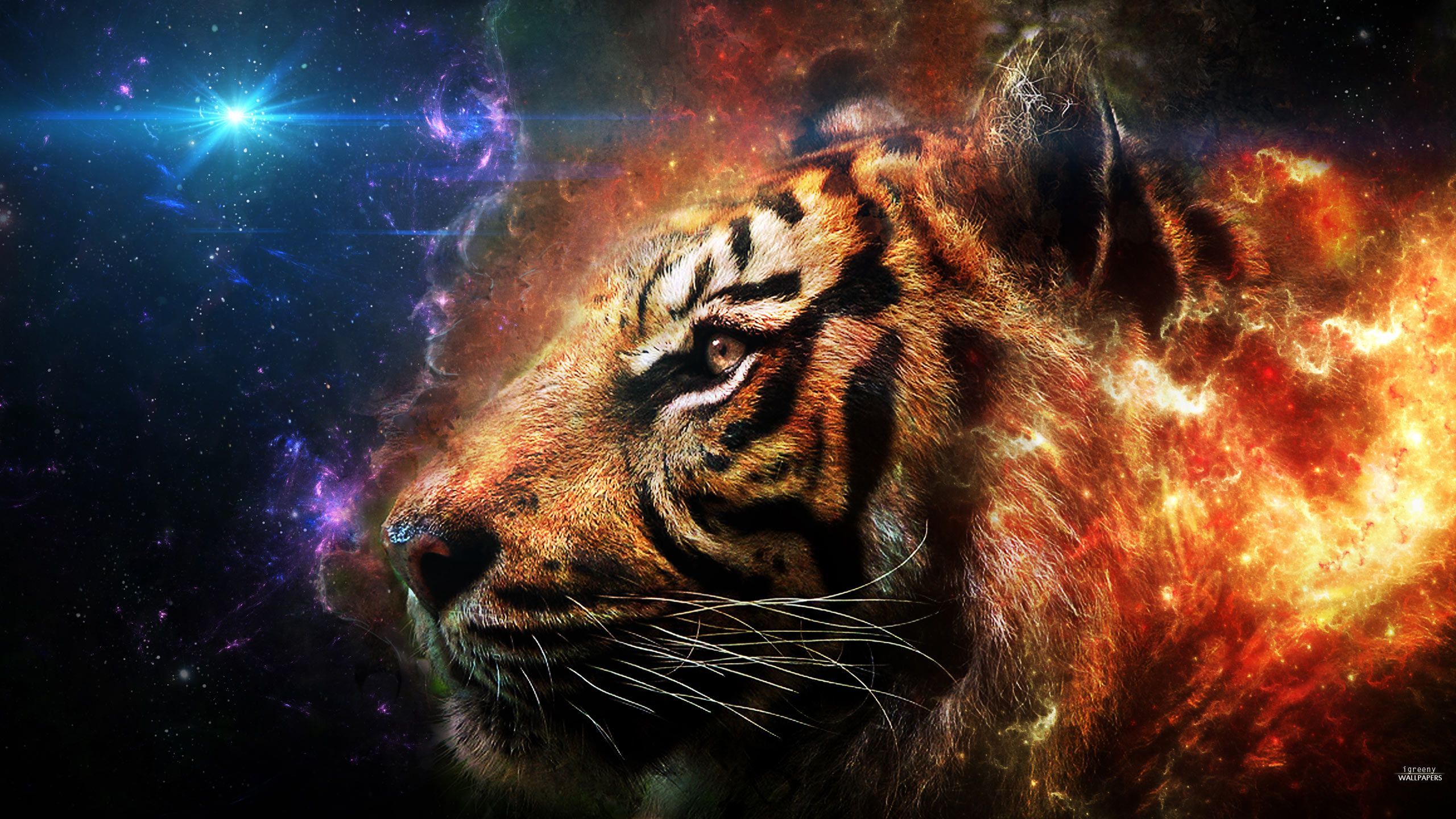 Fantastic Tiger Wallpapers | Full HD Pictures
