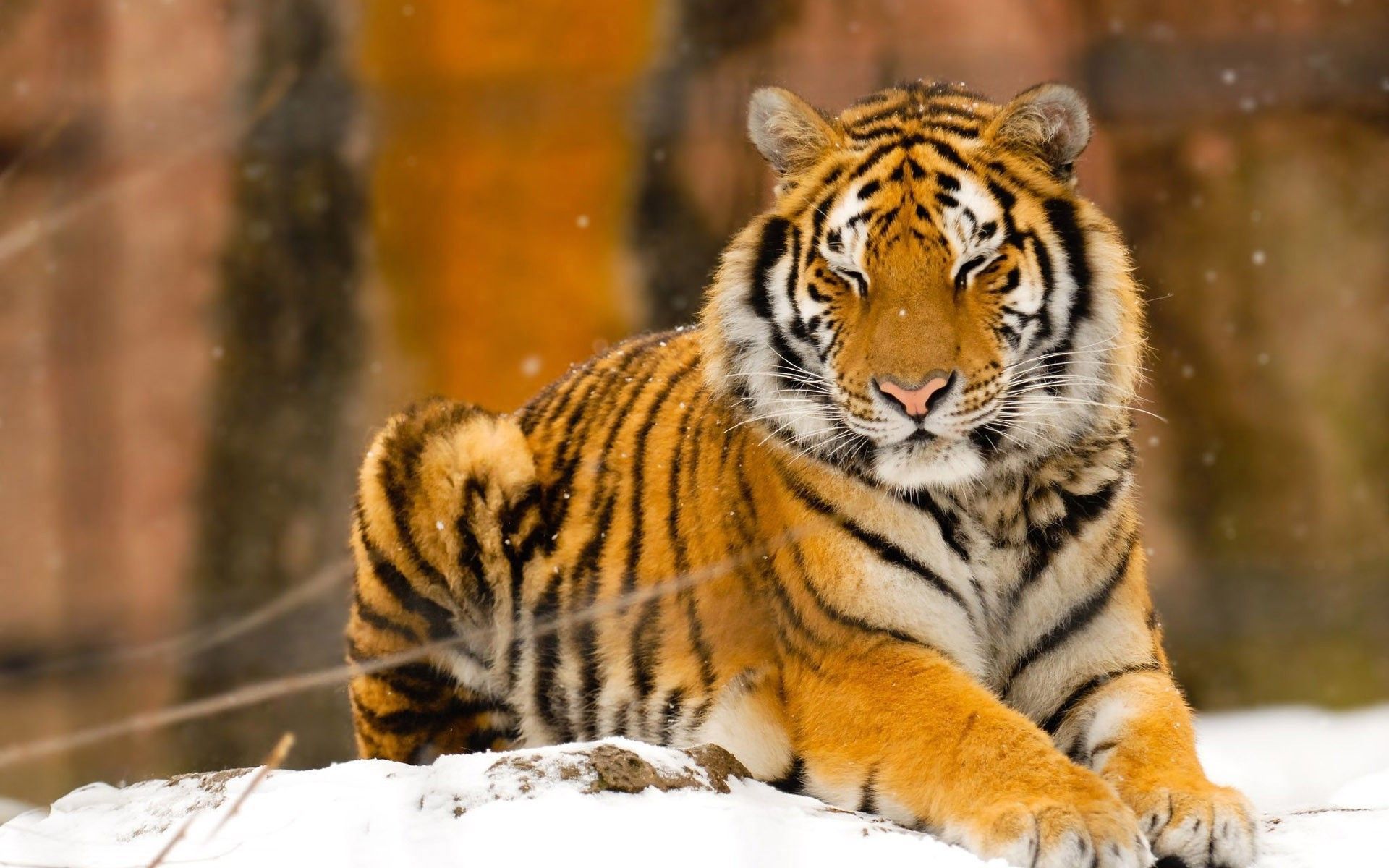 siberian-tiger-9929.jpg