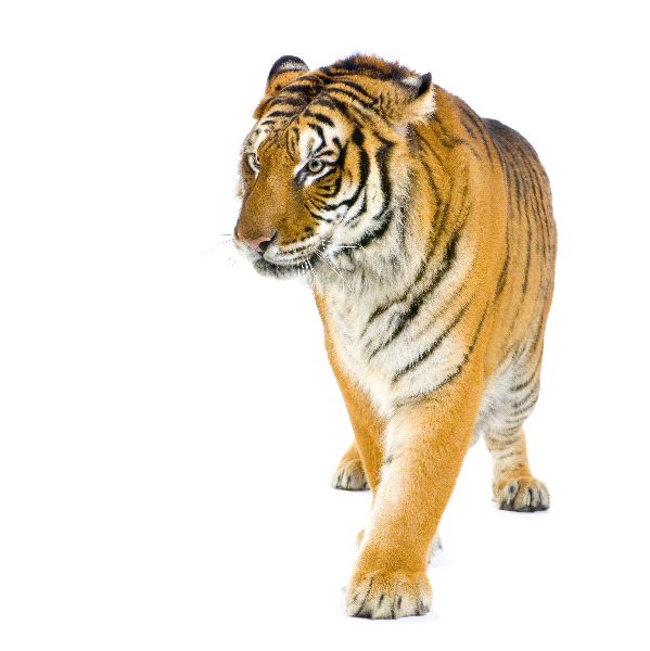Tiger Walking In Front Of A White Background - Tiger Facts And ...