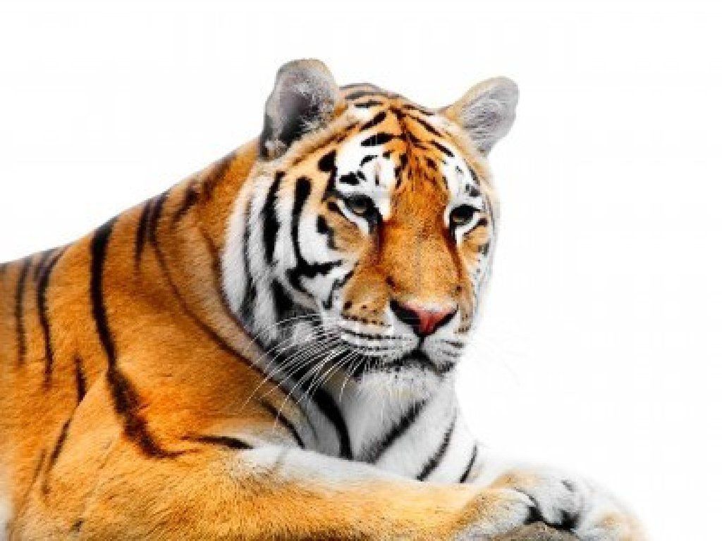 883199-big-tiger-on-a-white-background by Shinypika0026 on DeviantArt