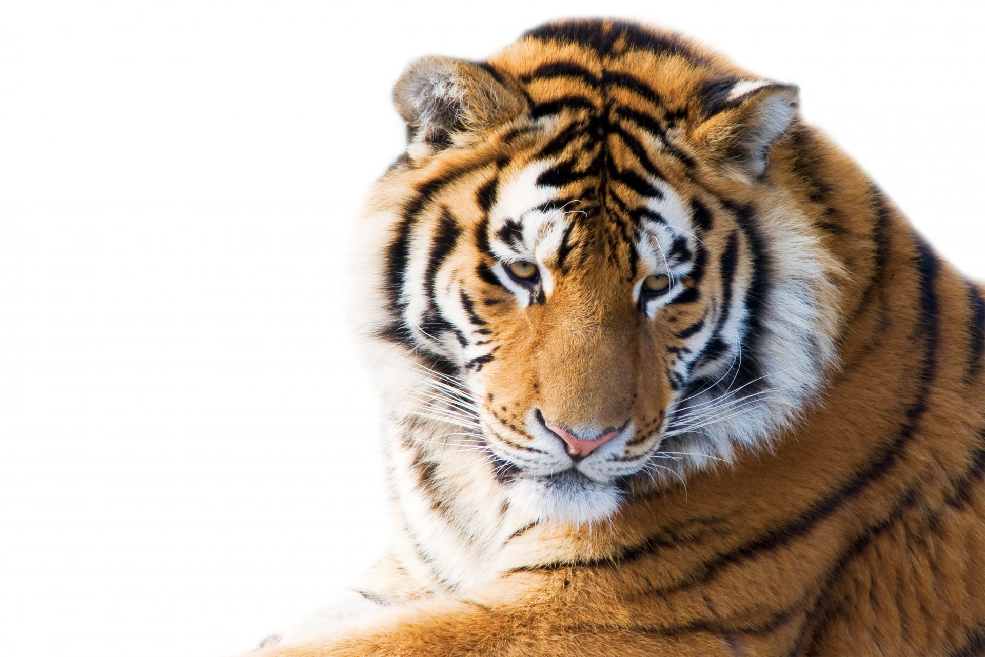 amur tiger face view cat tiger white background HD wallpaper