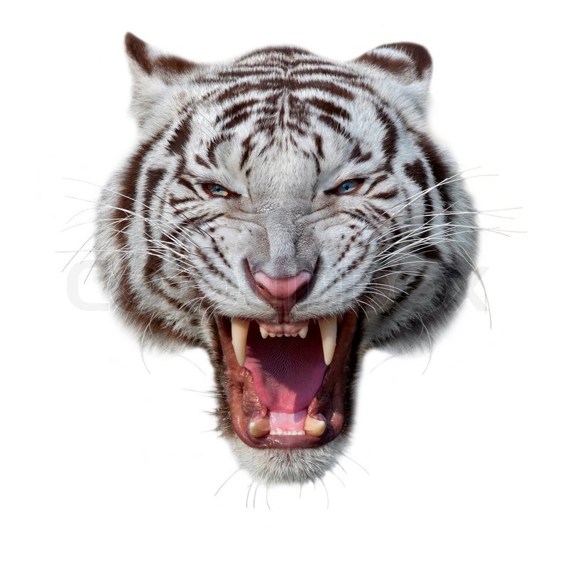 The grin of a white bengal tiger. The mask of a biggest and most ...