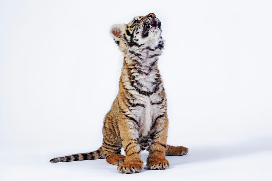 Tiger Cub panthera Tigris Looking Up, Against White Background