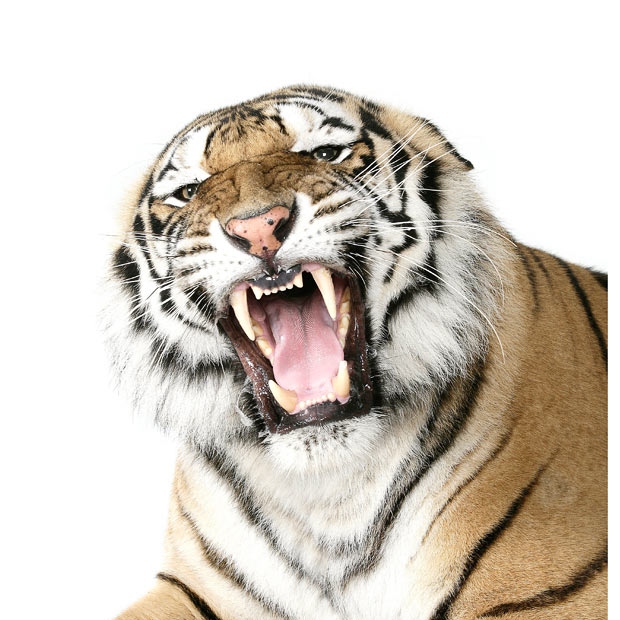 Big Cat Studio lions, tigers and leopards photographed in a