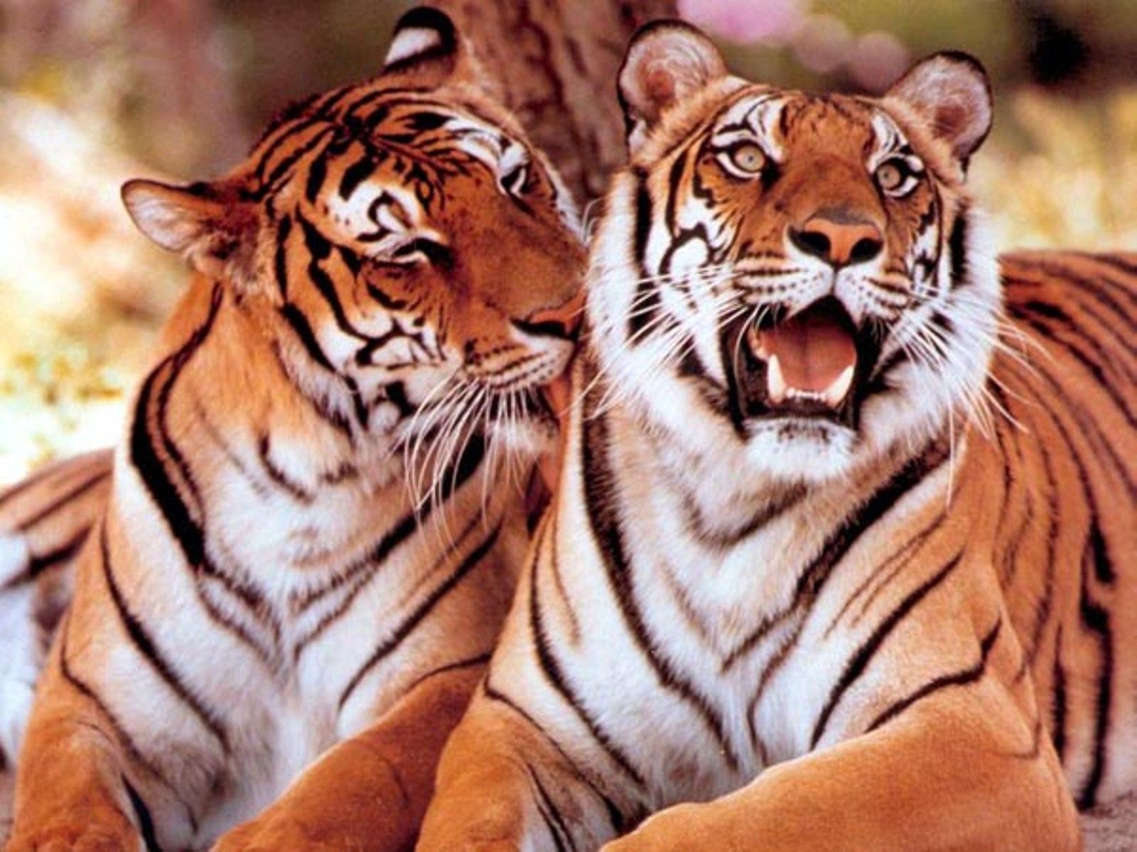 Tigers wallpapers High definition backgrounds tedlillyfanclub