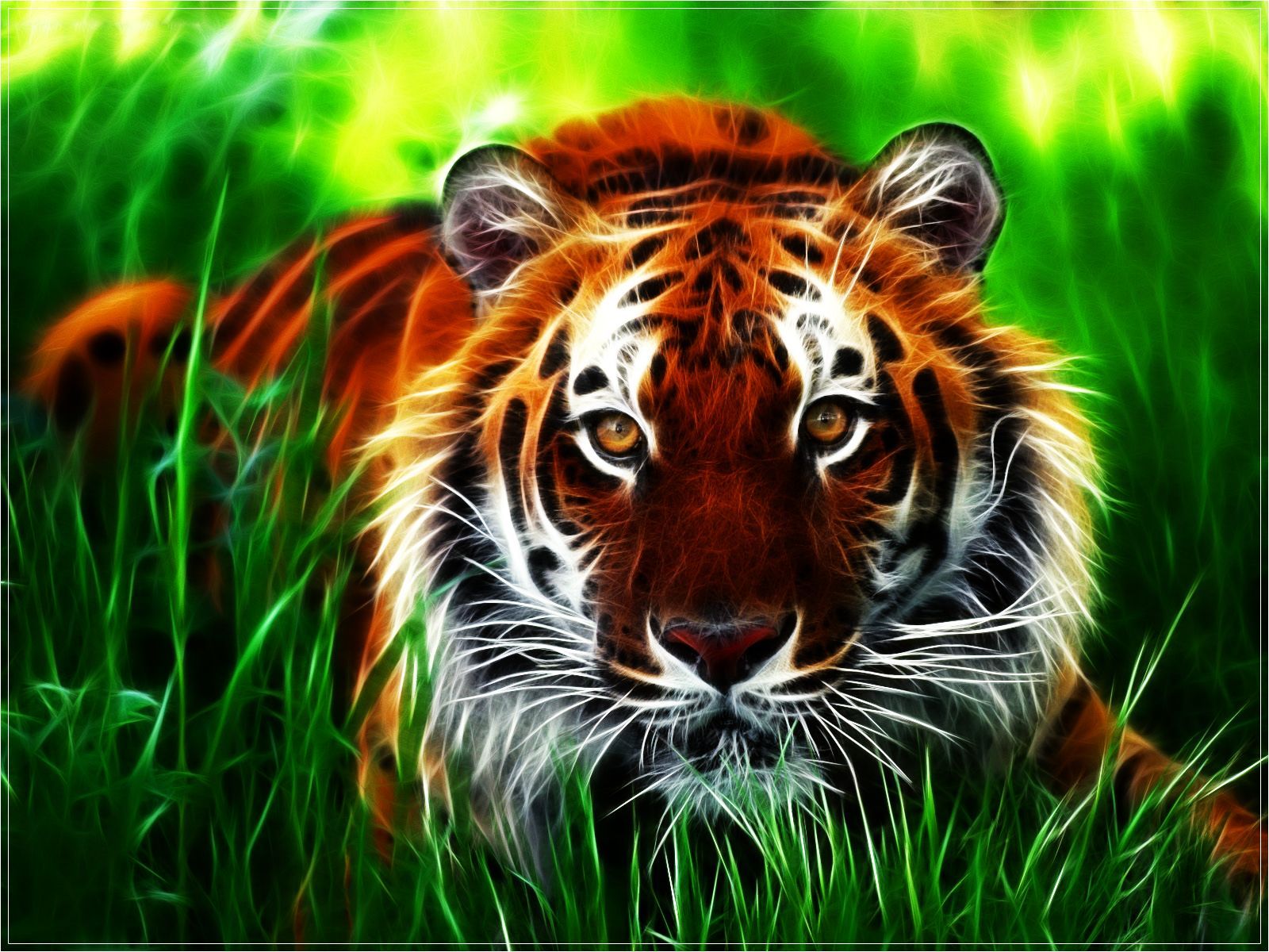 HD Tigers Wallpaper for Desktop - Zibrato