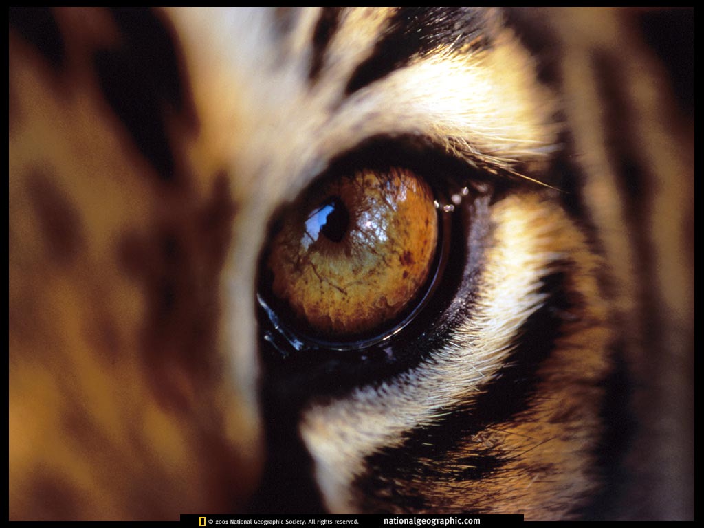 India, Bengal Tiger Eye, 1997, Photo of the Day, Picture