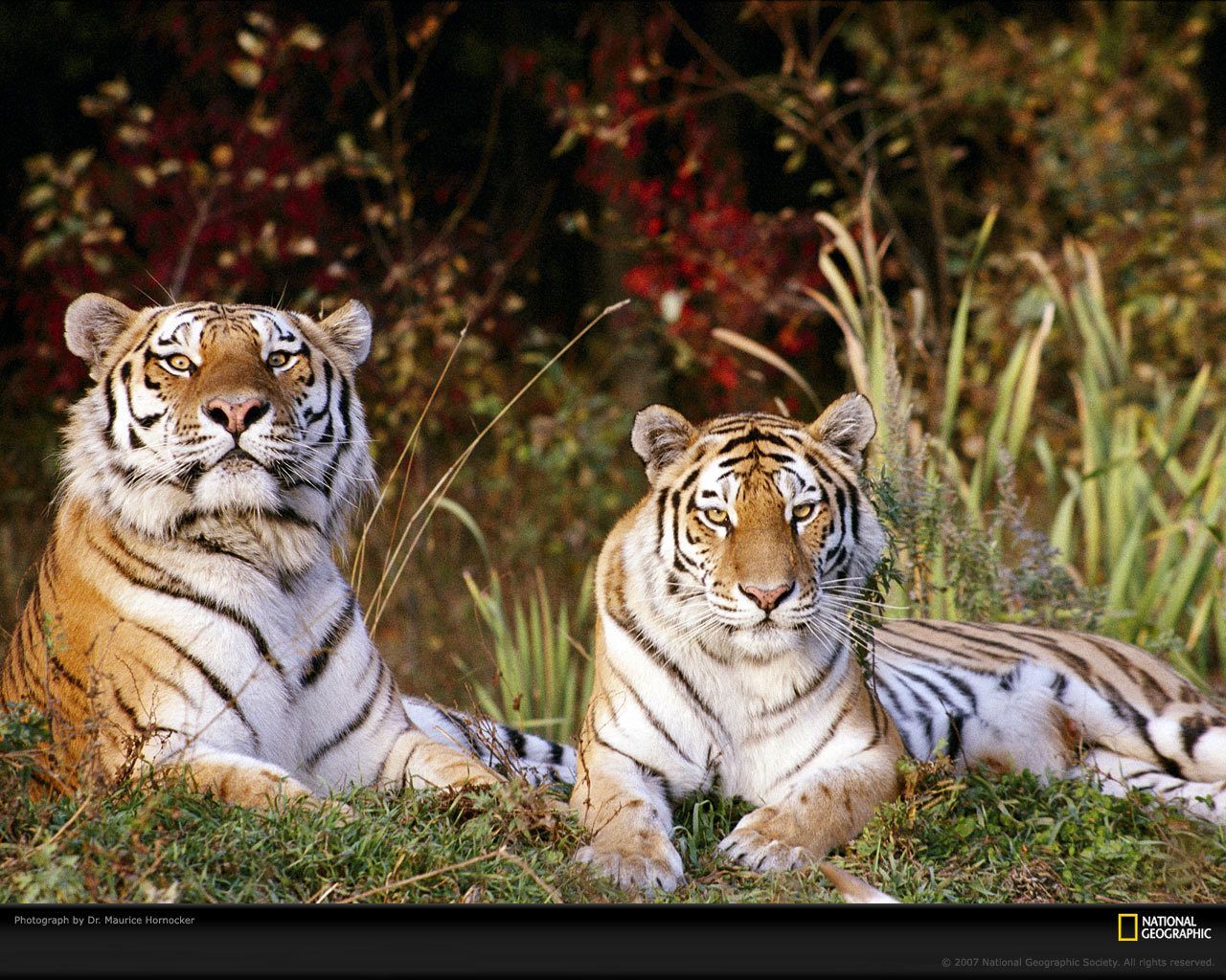 Tiger Wallpaper - Tigers Wallpaper (9981546) - Fanpop