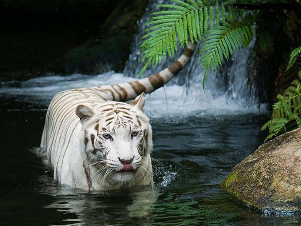 White Tigers Beautiful Latest Hd Pictures/Wallpapers 2013 ...