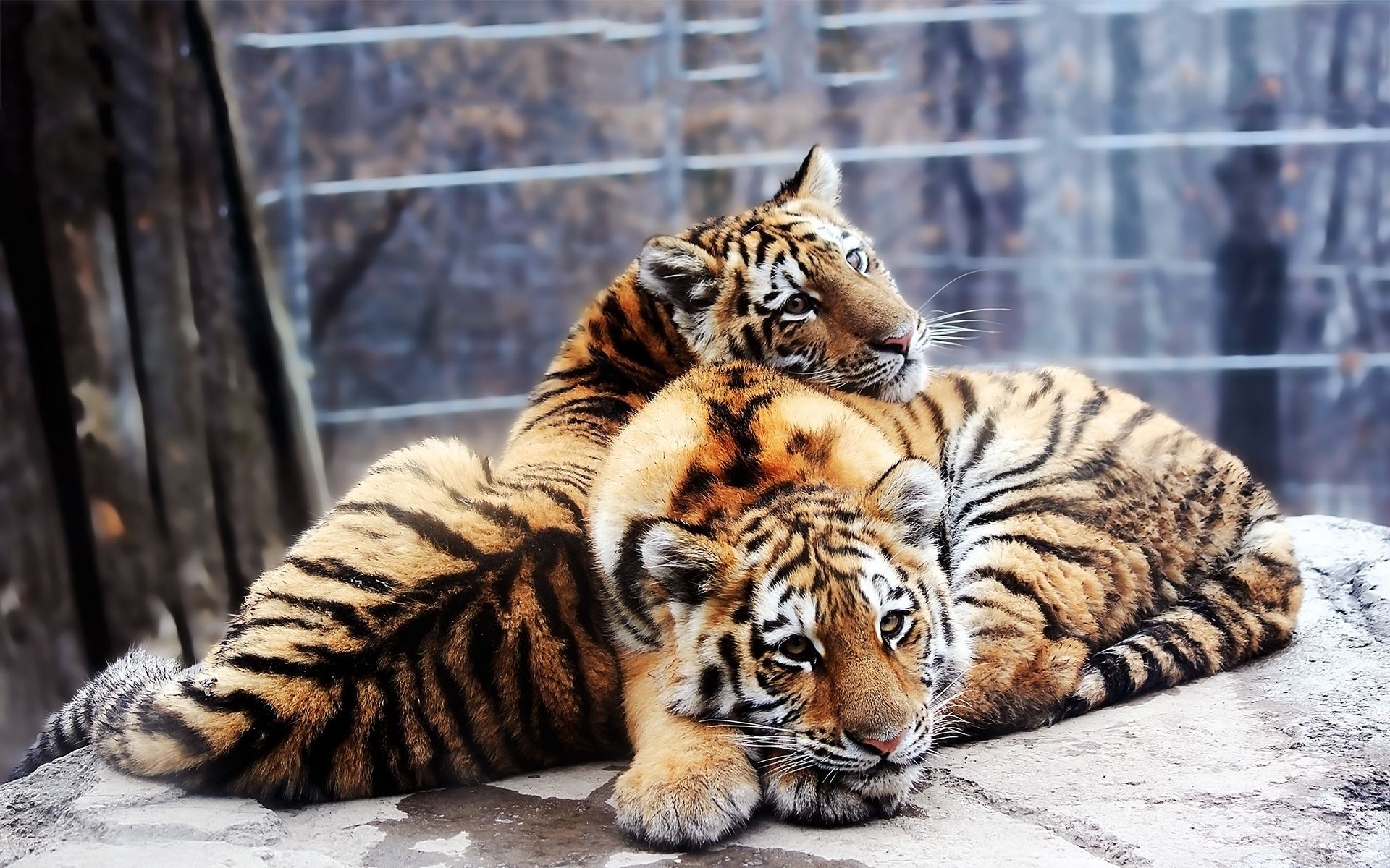 Siberian tigers Wallpapers | Pictures