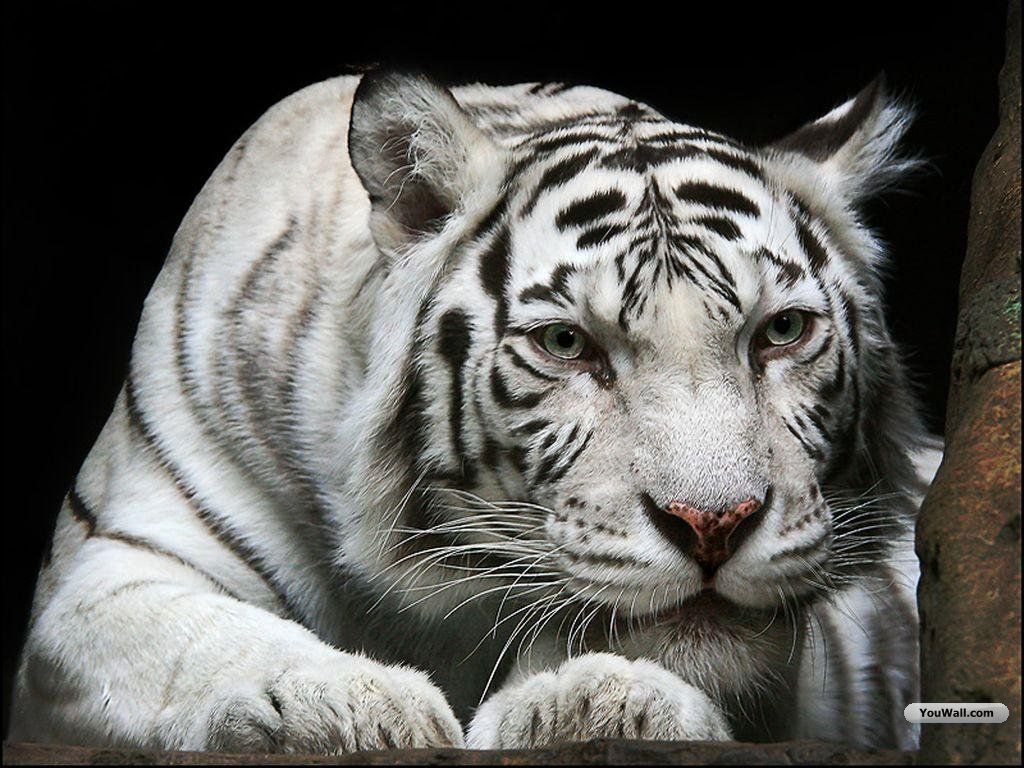 Unique Animals blogs: White Tiger Wallpapers for Desktop Free
