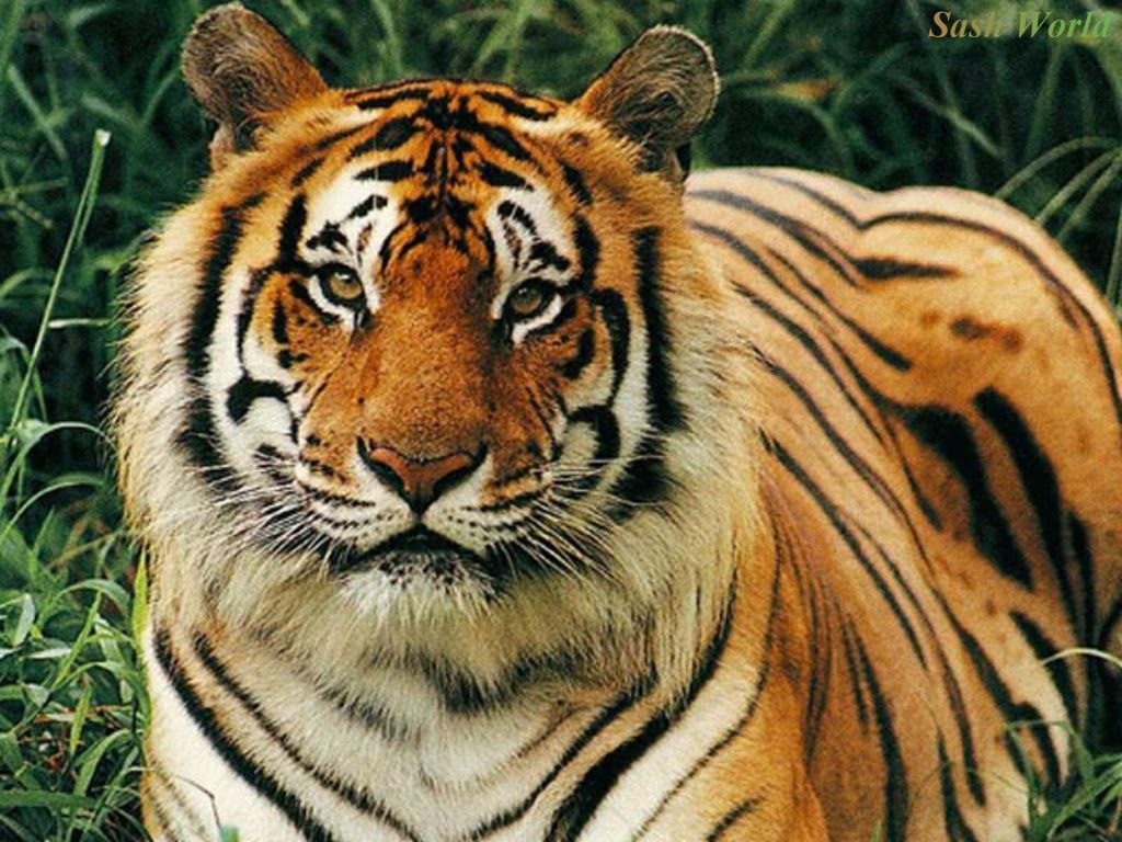 Download Animal Tiger Wallpaper | Full HD Wallpapers