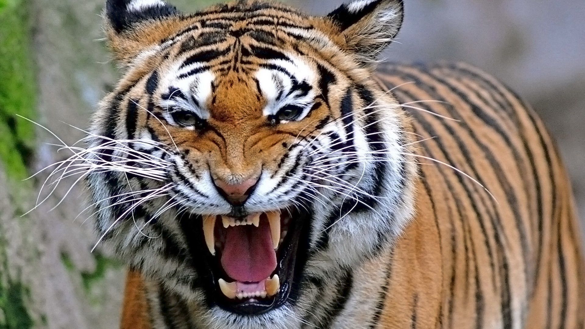 Tiger HD Wallpapers Free Download - Tremendous Wallpapers