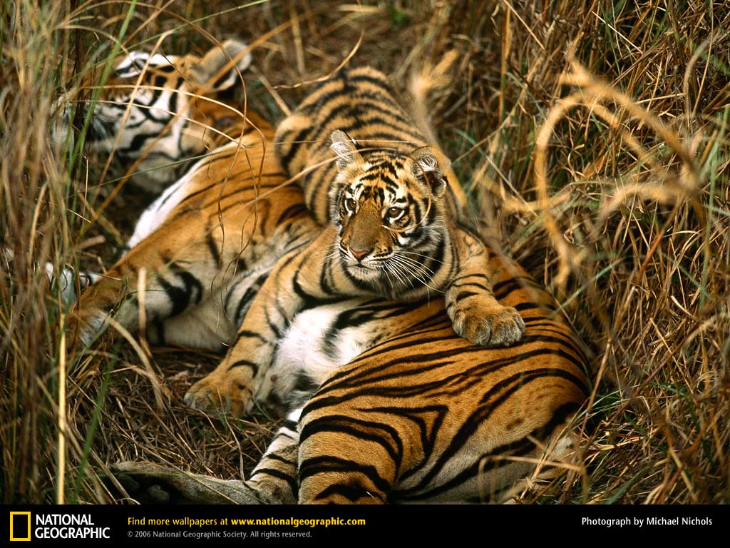 Bengal Tiger Picture, Bengal Tiger Desktop Wallpaper, Free ...