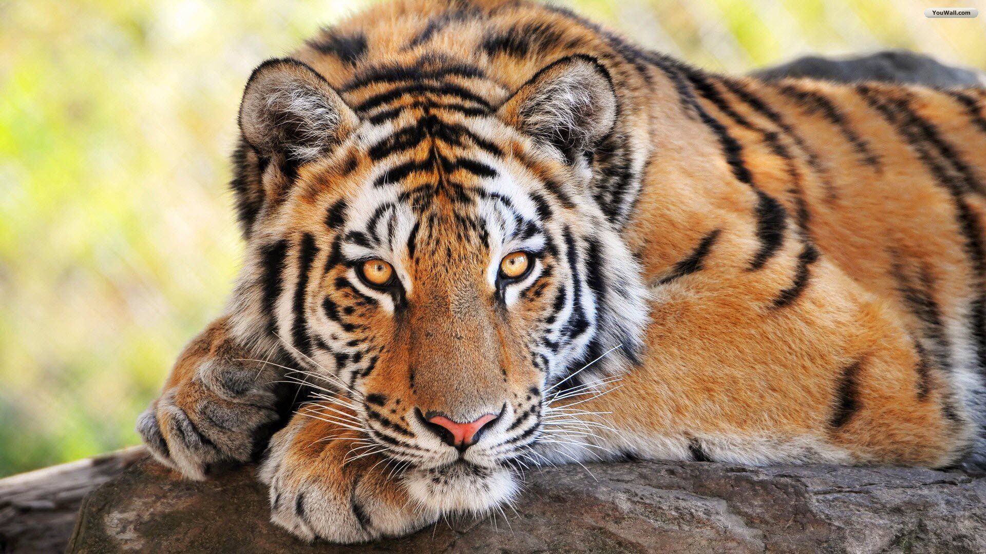 YouWall - Gorgeous Tiger Wallpaper - wallpaper,wallpapers,free ...