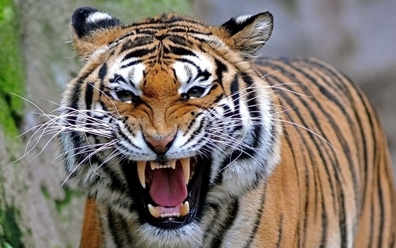 Tigers Wallpapers 1280x800