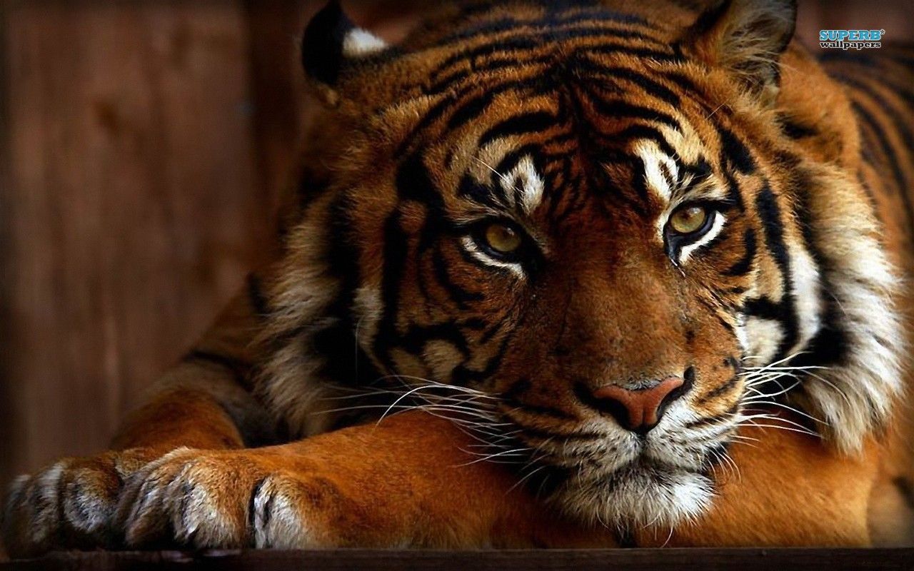 Tiger wallpaper - Animal wallpapers -