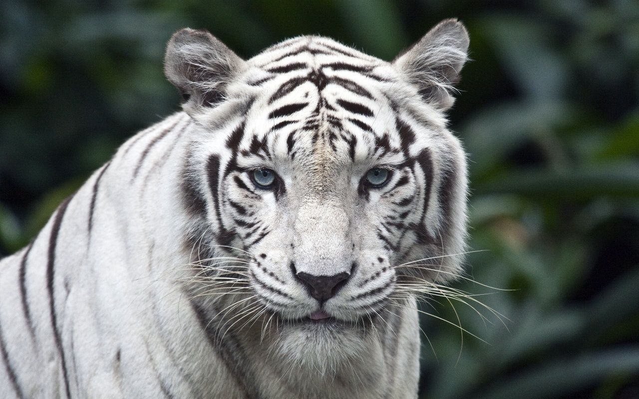 White Tiger Close Up Wallpapers - 1280x800 - 434966