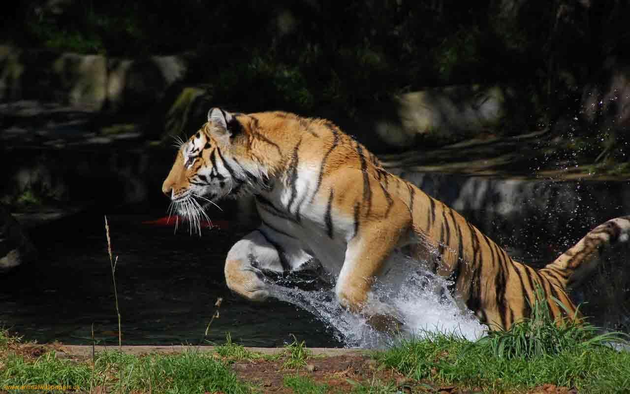 Wallpapers Liger Tigers Siberian Tiger 1280x800 #liger