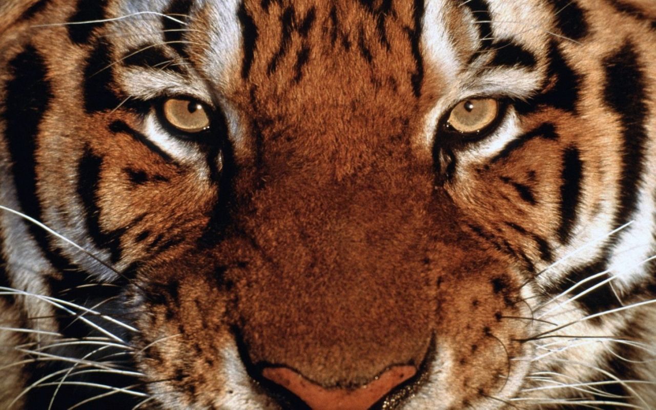 The Face of the Bengal Tiger 1280x800 Wallpapers,Tiger 1280x800 ...