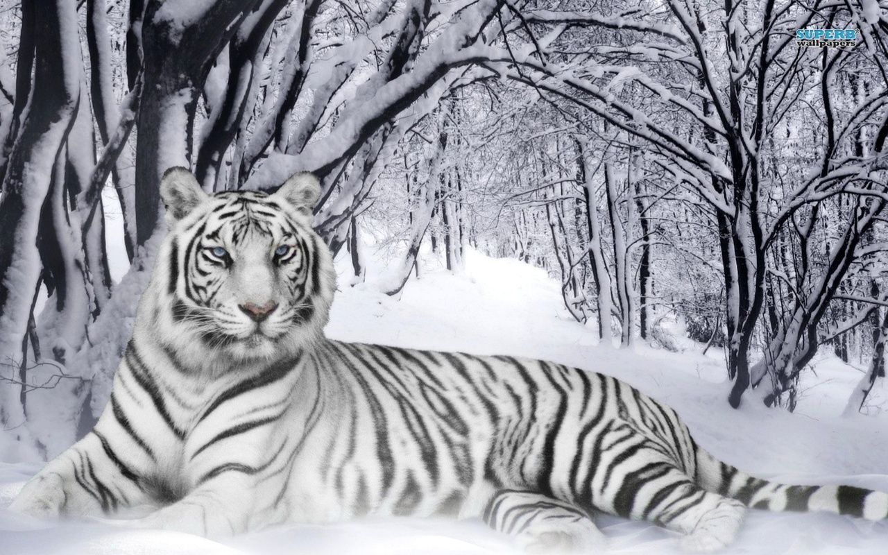 White Tiger wallpaper - Animal wallpapers -