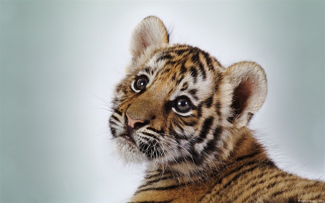 Cute little tiger Wallpaper | 1280x800 resolution wallpaper ...