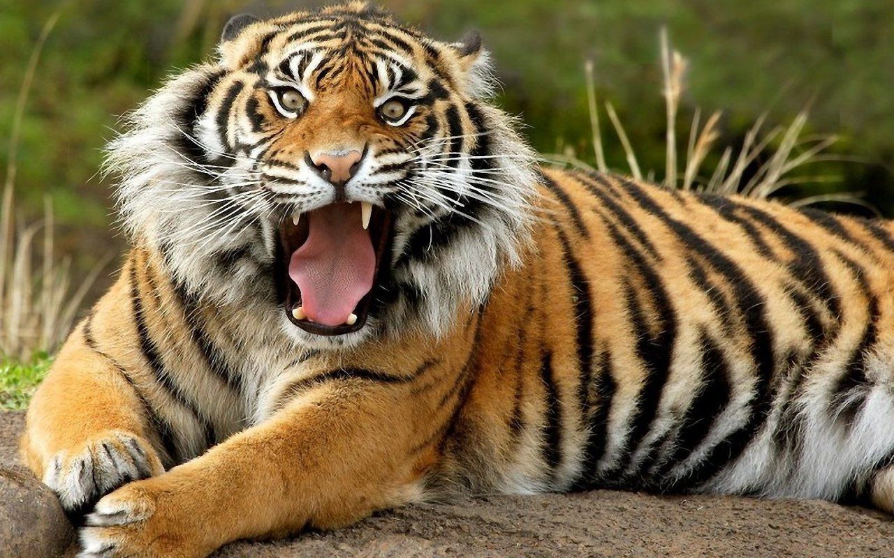 Tiger 1280x800 Wallpapers,Tiger 1280x800 Wallpapers & Pictures